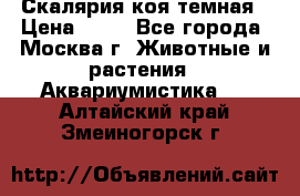 Скалярия коя темная › Цена ­ 50 - Все города, Москва г. Животные и растения » Аквариумистика   . Алтайский край,Змеиногорск г.